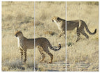 MDF 3pce Collage Cheetahs Hunting