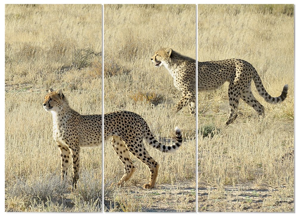 MDF 3pce Collage Cheetahs Hunting