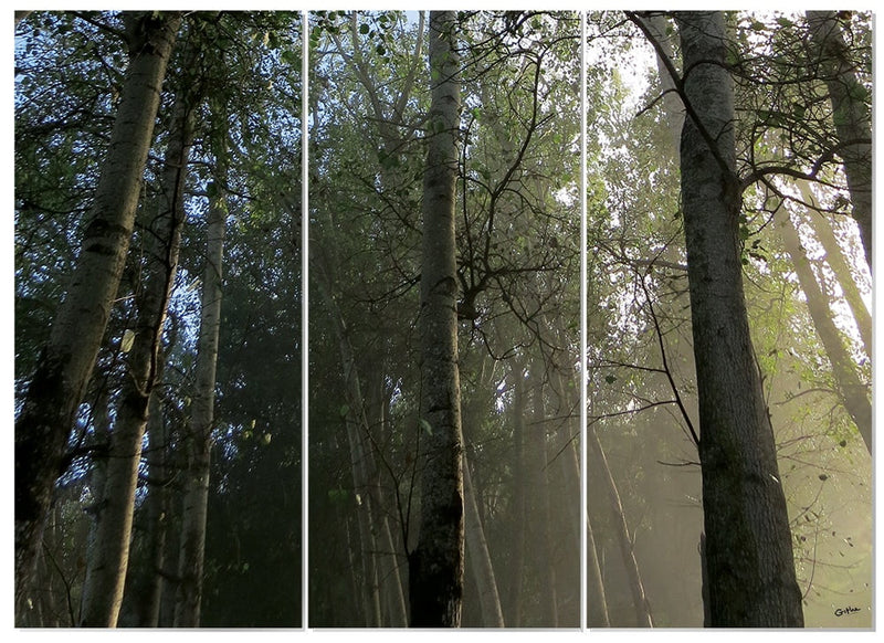 MDF 3pce Collage The Forest