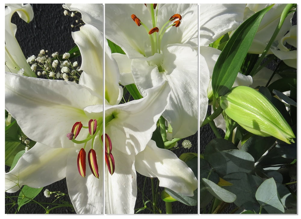MDF 3pce Collage Lilies close-up 1