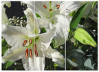 MDF 3pce Collage Lilies close-up 1