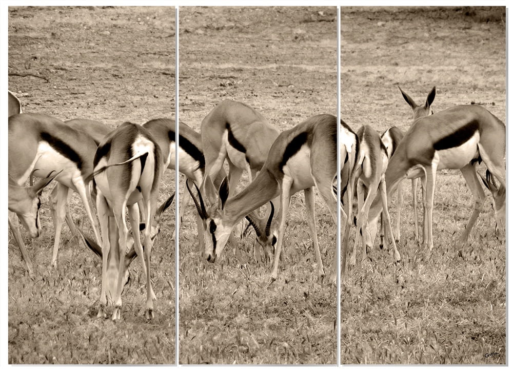 MDF 3pce Collage Springbok Herd