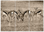 MDF 3pce Collage Springbok Herd