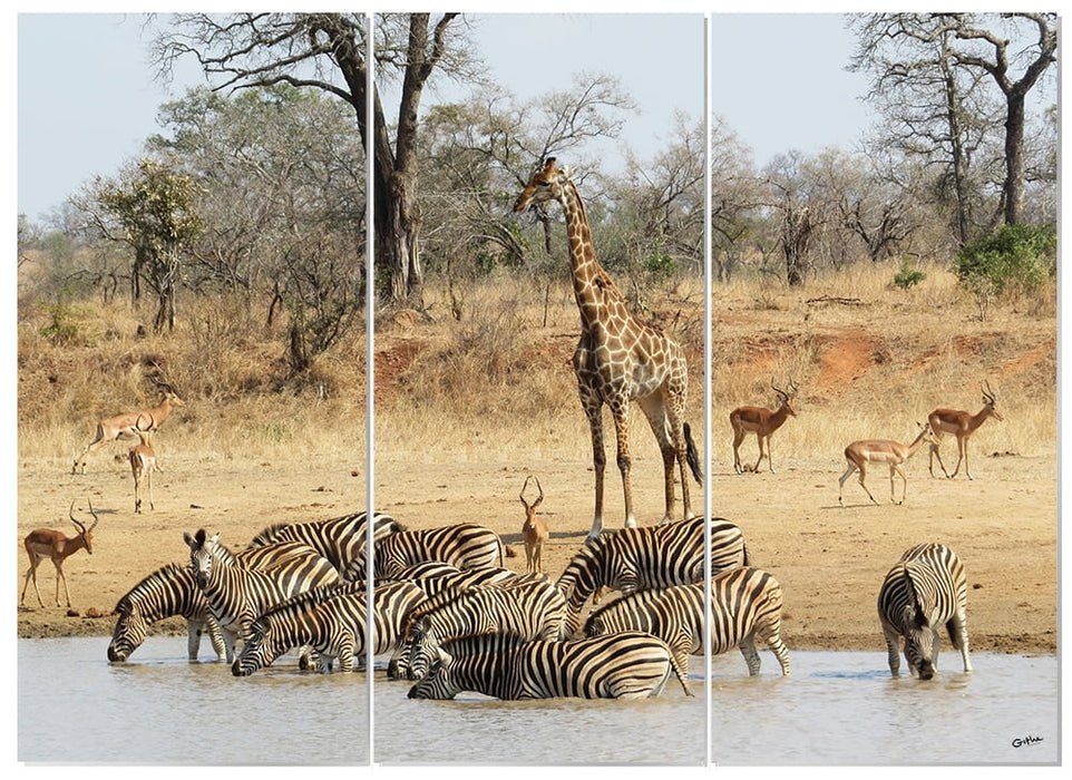 MDF 3pce Collage The Water Hole