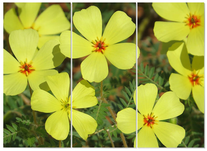 MDF 3pce Collage Happy Yellow Flowers