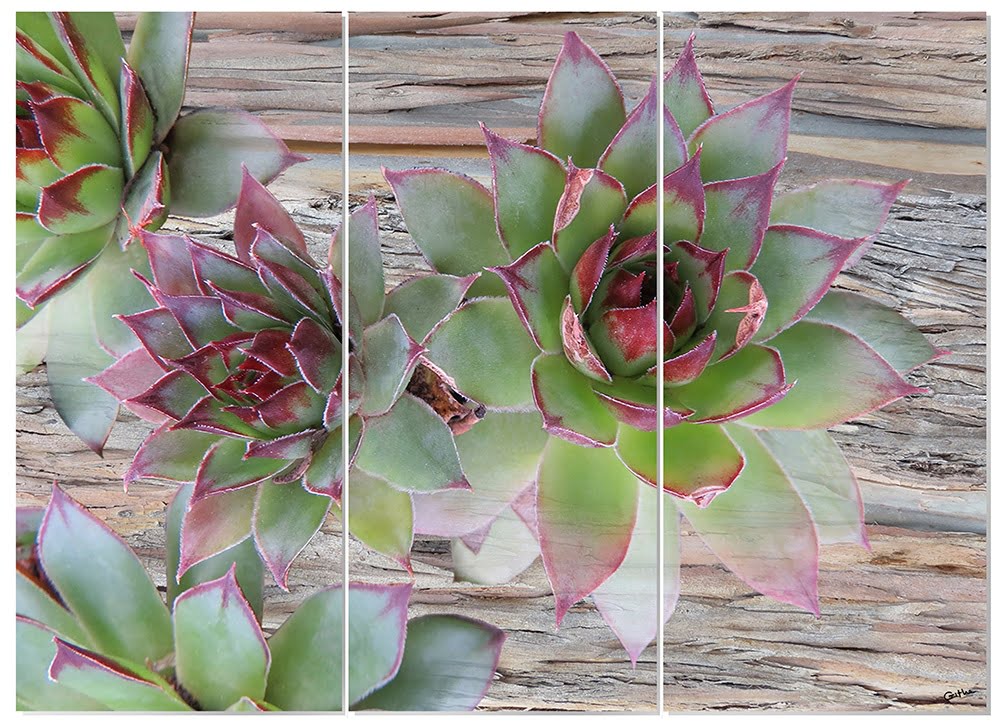 MDF 3pce Collage Succulents on  Bark