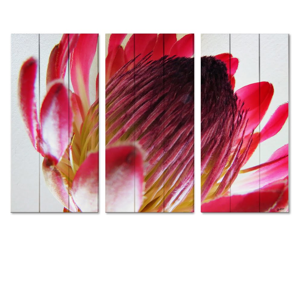 MDF 3pce Collage Close-up Protea 1