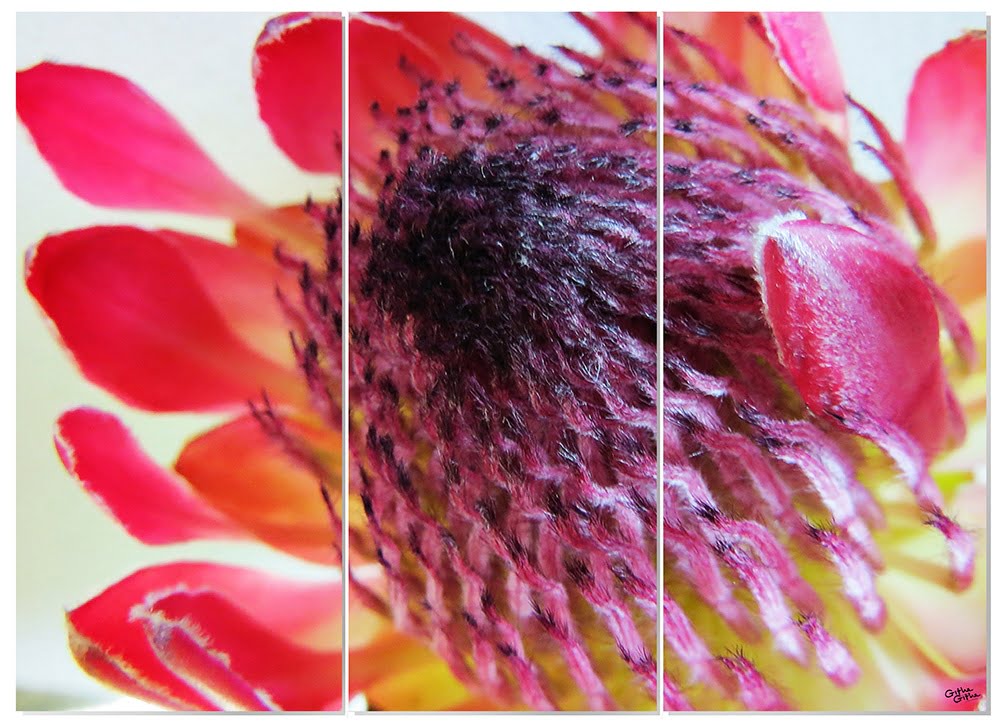 MDF 3pce Collage Close-up Protea 2
