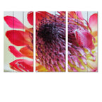 MDF 3pce Collage Close-up Protea 2