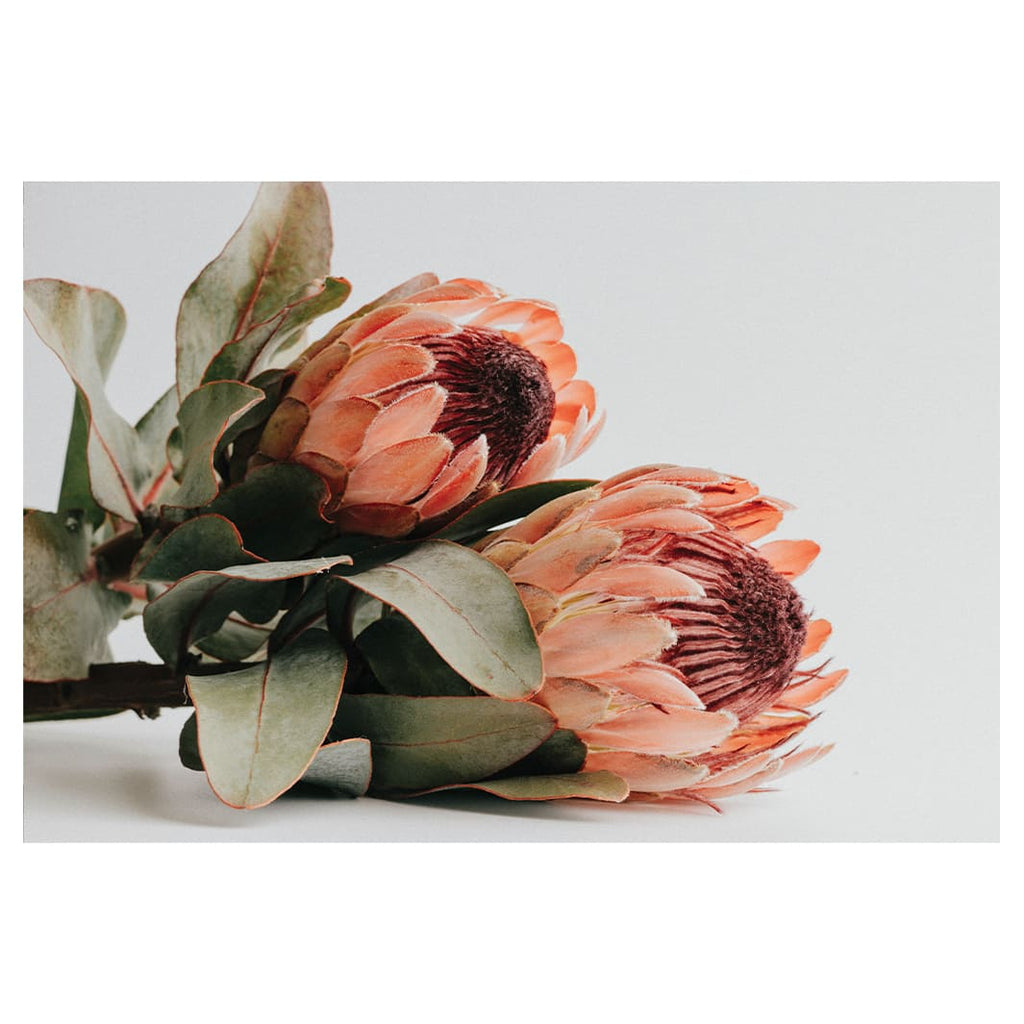 PROTEA BLUSH BATHMAT