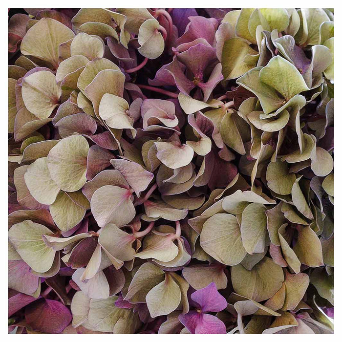 HYDRANGEA DEEP FLORAL TONES NAPKIN