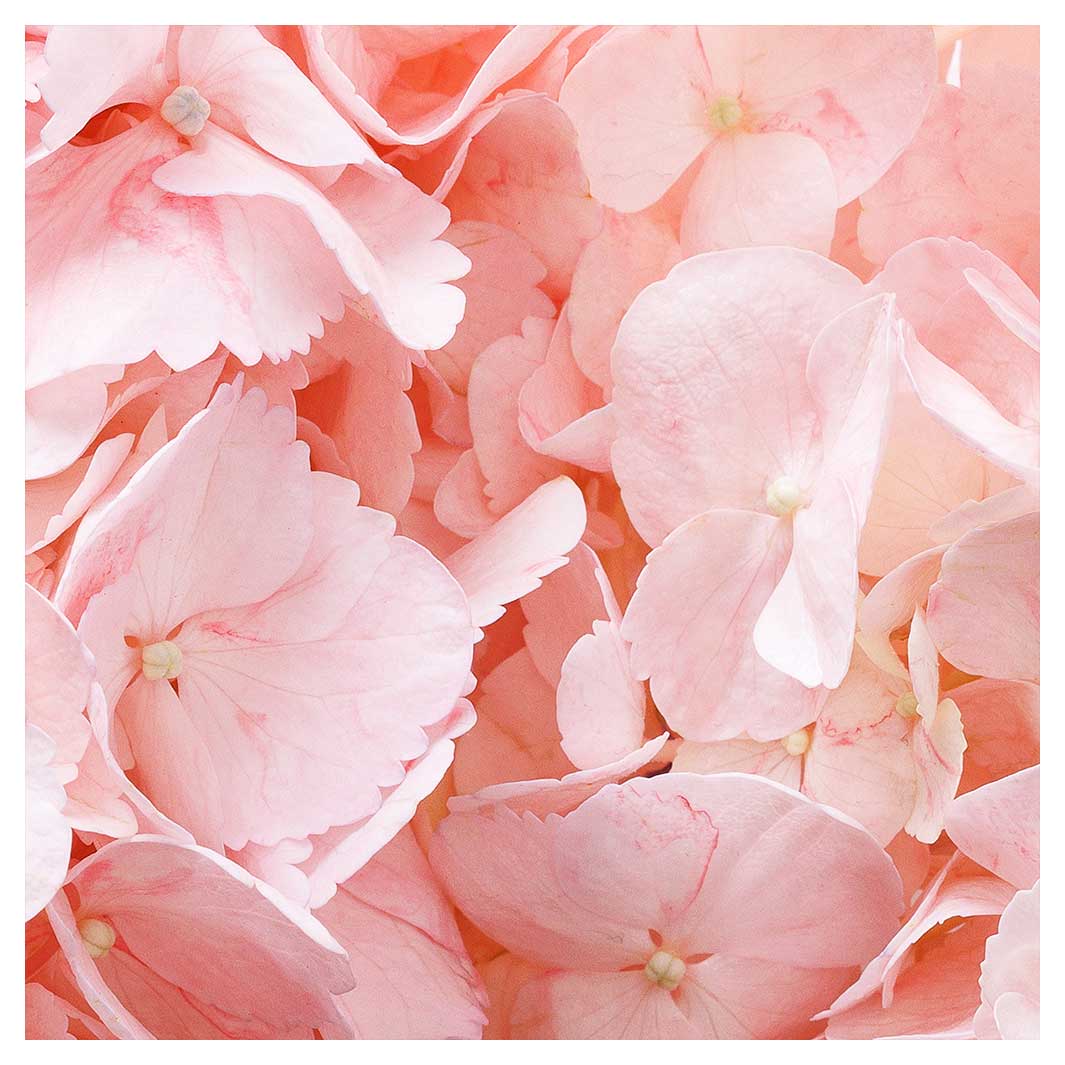 HYDRANGEA SOFT PINK NAPKIN — Cape Rug, Home & Art