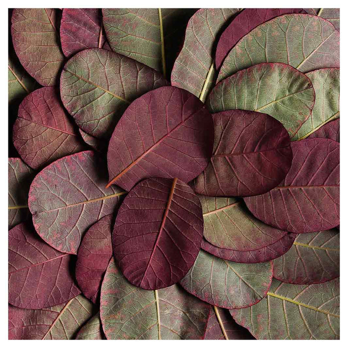 LEAF ROUND ARRANGEMENT DARK MAUVE AND GREEN NAPKIN