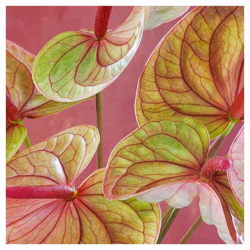 ANTHURIUM LIGHT PINK AND GREEN ON MAGENTA NAPKIN