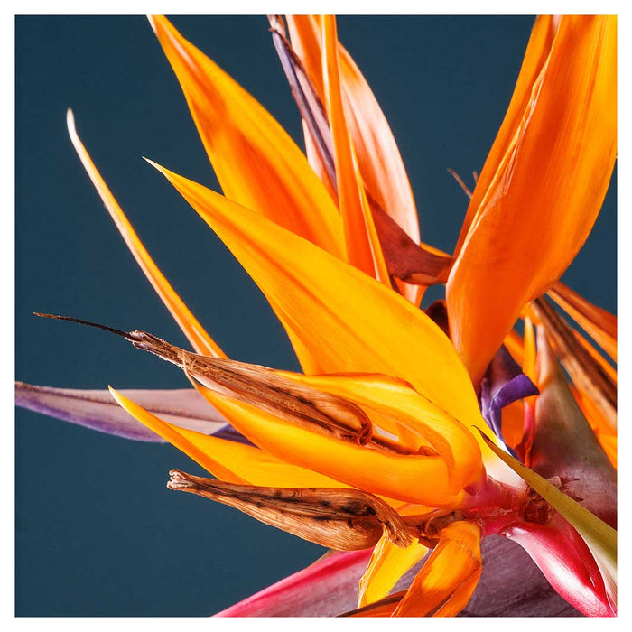 STRELITZIA ORANGE ON BLUE NAPKIN