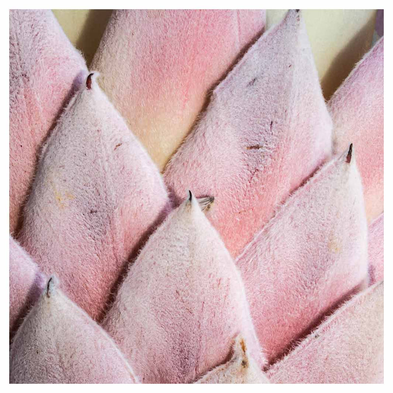 FLORAL DEEP PINK KING PROTEA LEAVES NAPKIN