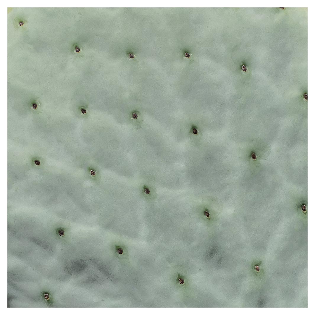 NATURAL GREEN PRICKLY PEAR LEAF NAPKIN