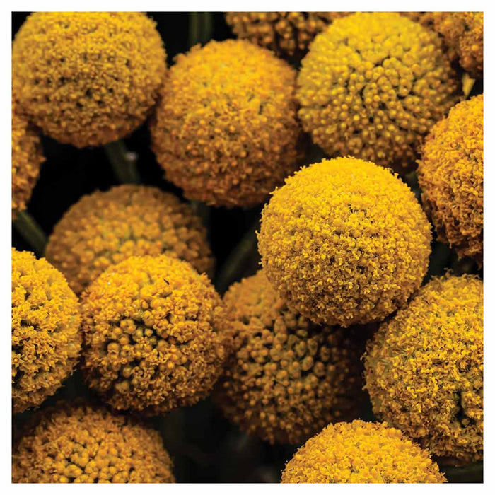 NATURAL YELLOW CRASPEDIA BILLY BUTTON BALLS NAPKIN