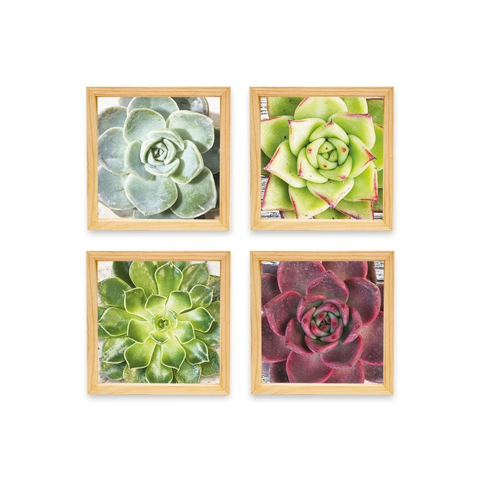 PINE BOXED CANVAS 4PCE COLLAGE ECHEVERIA