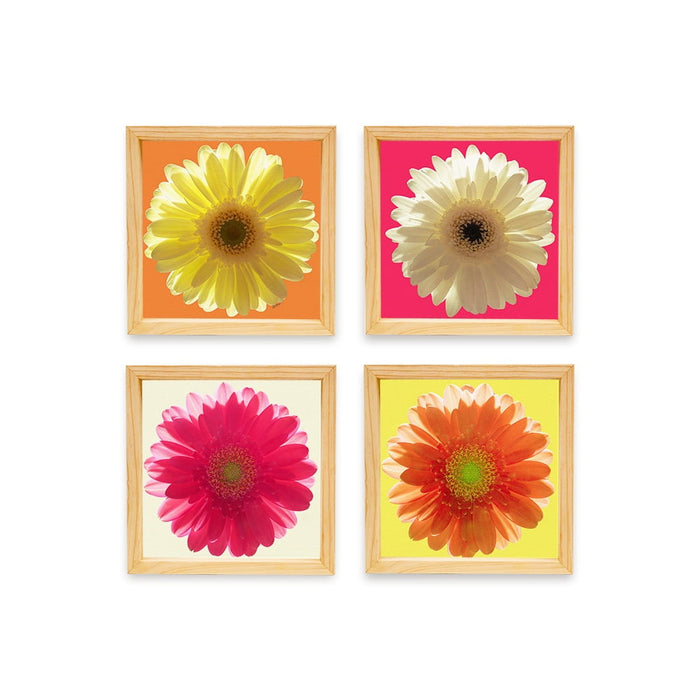 PINE BOXED CANVAS 4PCE BRIGHT DAISIES SET 1