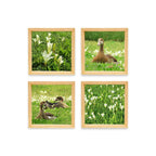 PINE BOXED CANVAS 4PCE COLLAGE DUCKS & FLOWERS
