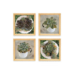 PINE BOXED CANVAS 4PCE COLLAGE SUCCULENTS IN HOLDERS