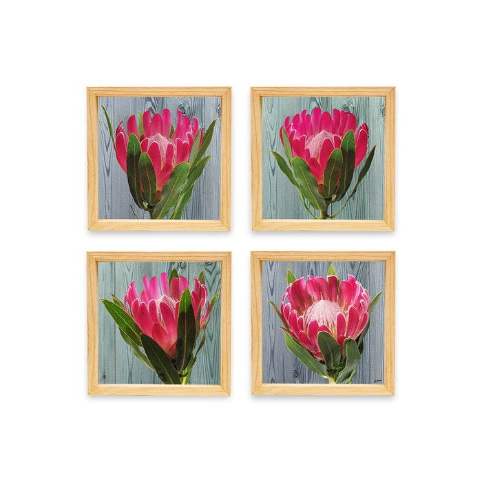 PINE BOXED CANVAS 4PCE COLLAGE BRIGHT PINK PROTEAS