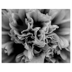 FLORAL BLACK AND WHITE PEONY PLACEMAT