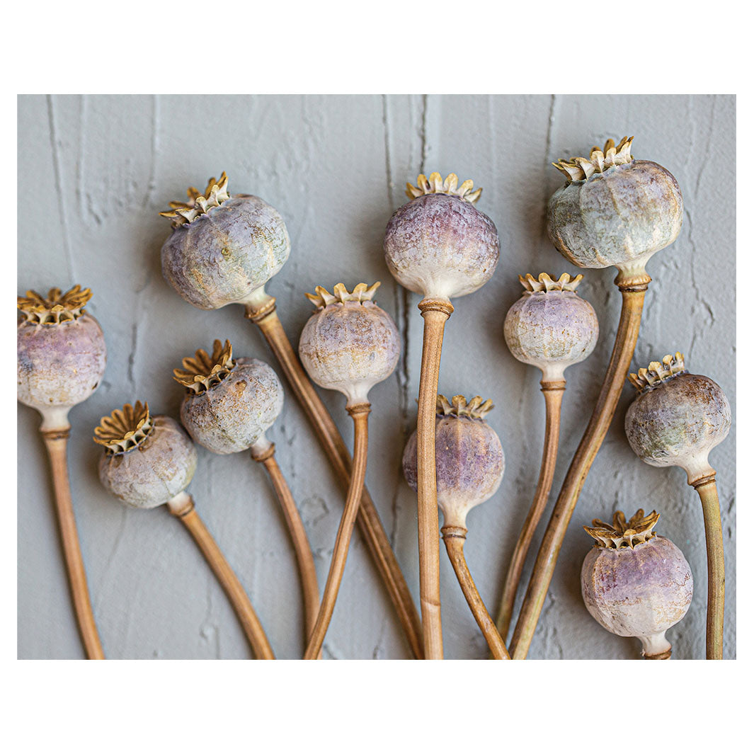 NATURAL PURPLE GIANT POPPY SEEDS ON GREY PLACEMAT