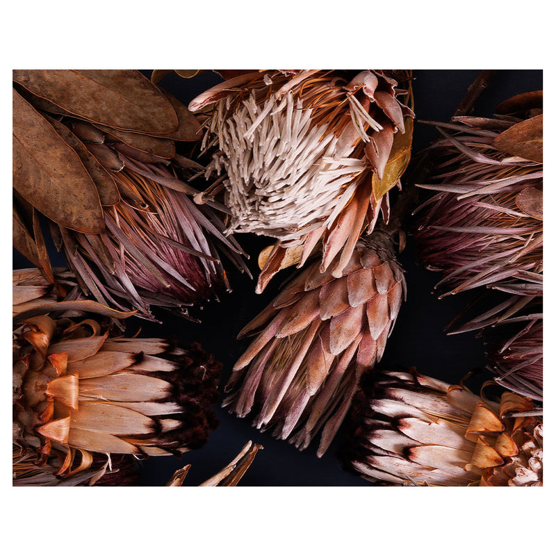 GOLDEN BROWNS PROTEAS PLACEMAT