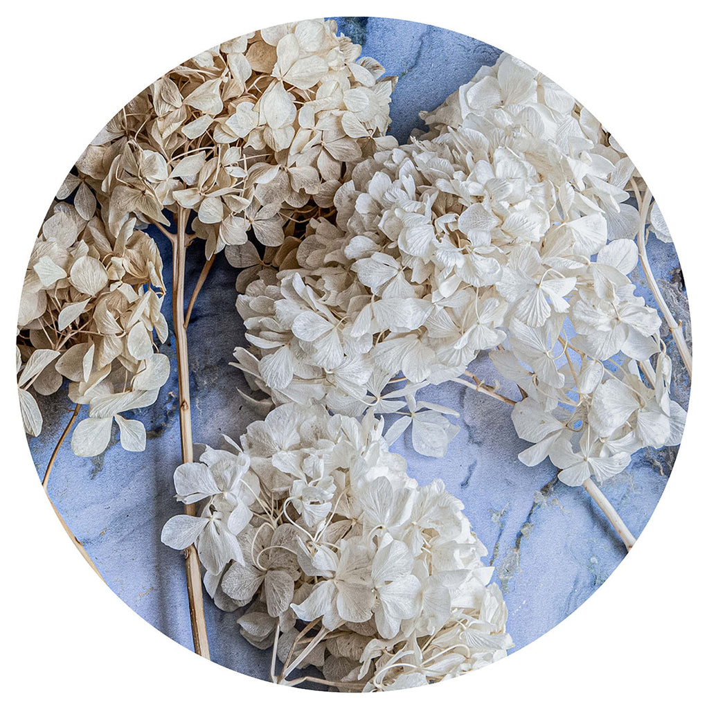 FLORAL CREAM BLEACHED HYDRANGEAS ON BLUE PLACEMAT