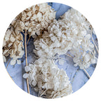 FLORAL CREAM BLEACHED HYDRANGEAS ON BLUE PLACEMAT