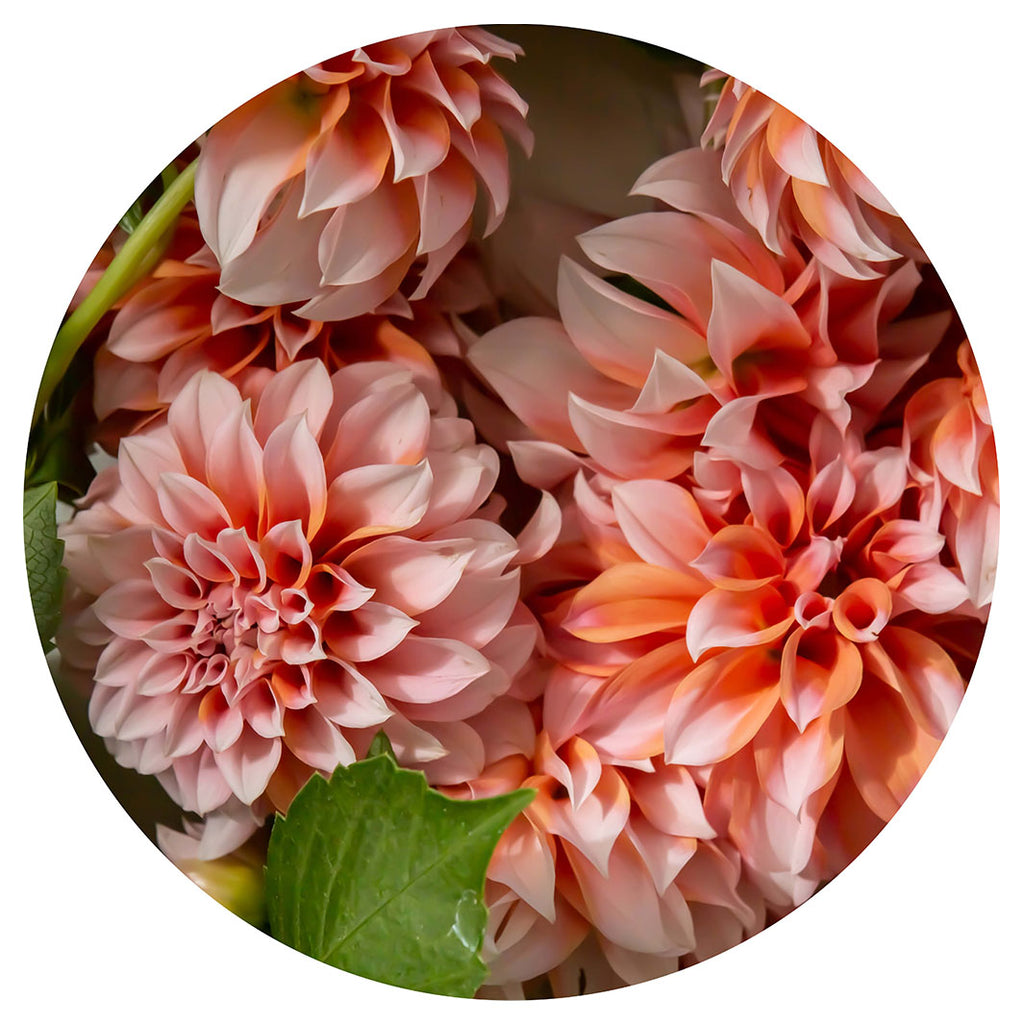 FLORAL ORANGE SCATTERED DAHLIAS WITH LEAVES PLACEMAT