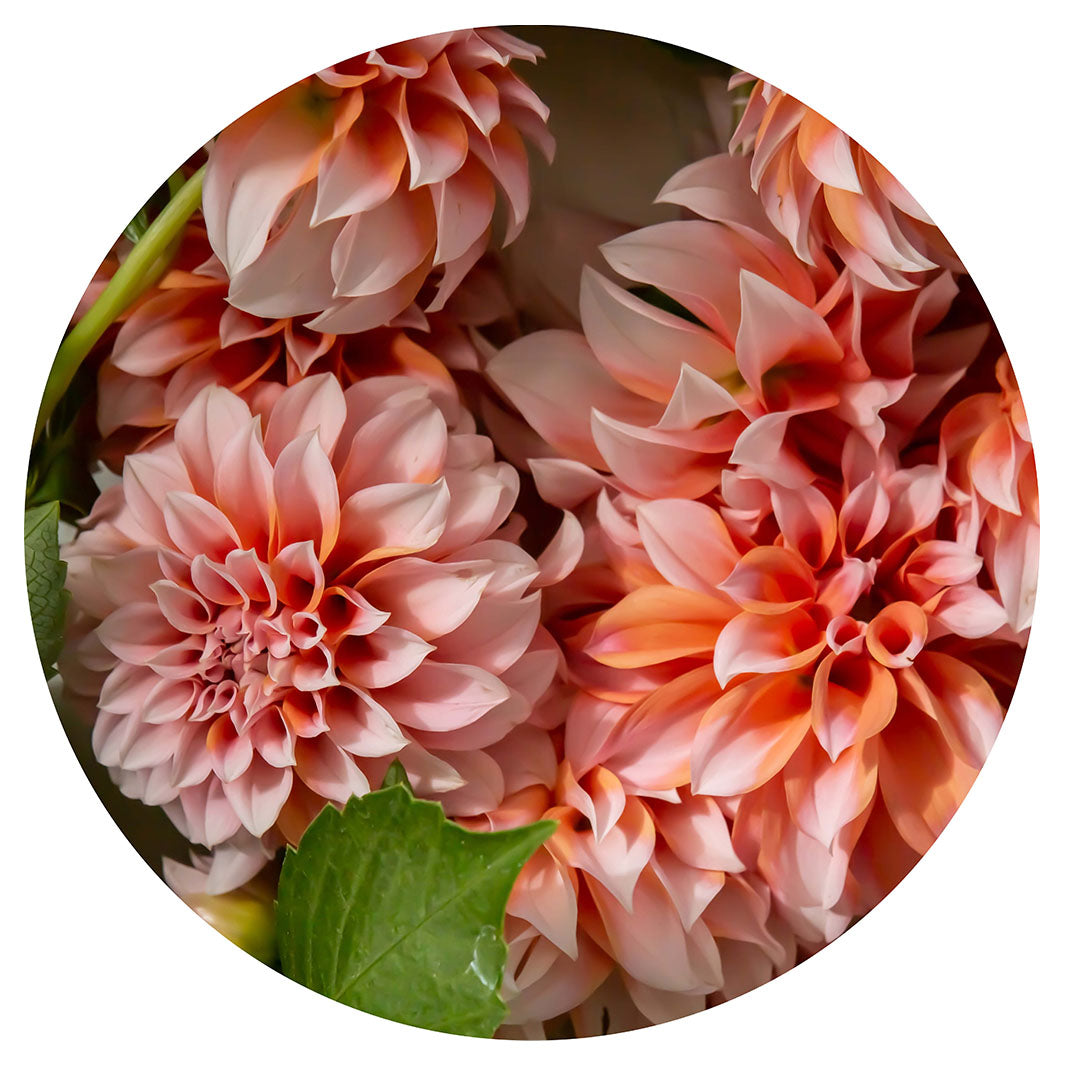 FLORAL ORANGE SCATTERED DAHLIAS WITH LEAVES PLACEMAT
