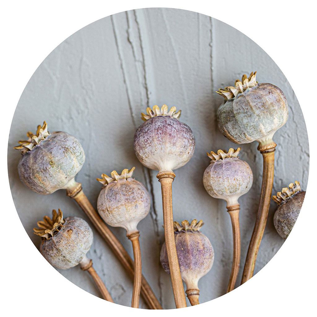 NATURAL PURPLE GIANT POPPY SEEDS ON GREY PLACEMAT