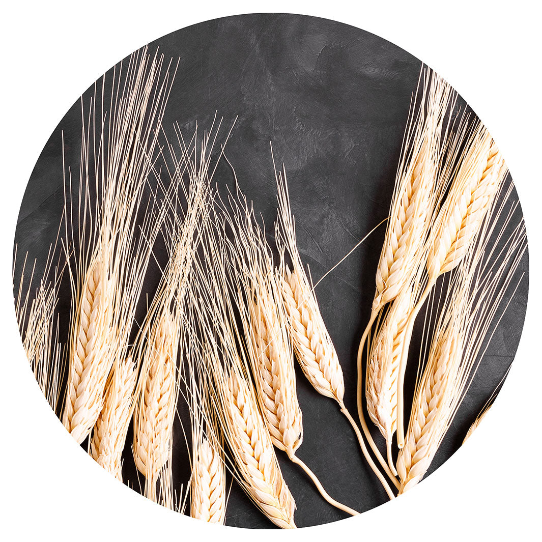 WHEAT ON POWDER BLACK PLACEMAT