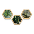 PINE BOXED CANVAS HEXAGONAL 3PCE COLLAGE SUCCULANTS & LEAVES