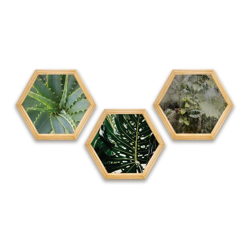PINE BOXED CANVAS HEXAGONAL 3PCE COLLAGE SUCCULANTS & LEAVES