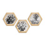 PINE BOXED CANVAS HEXAGONAL 3PCE COLLAGE REEF PLANTS