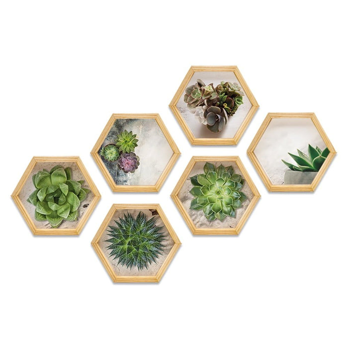 PINE BOXED CANVAS HEXAGONAL 6PCE COLLAGE SUCCULENT SELECTION