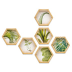 PINE BOXED CANVAS HEXAGONAL 6PCE COLLAGE LEAFY GREEN SELECTION