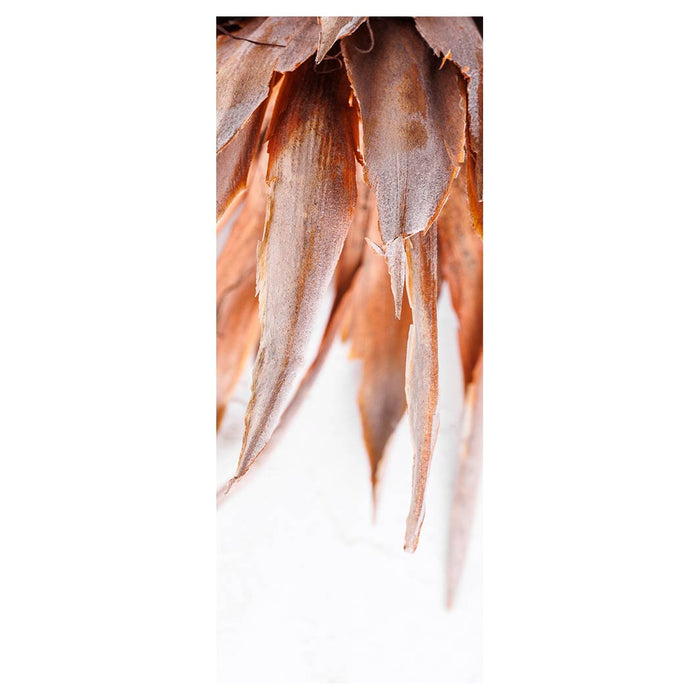 DRIED PINK PROTEA ROOM DIVIDER