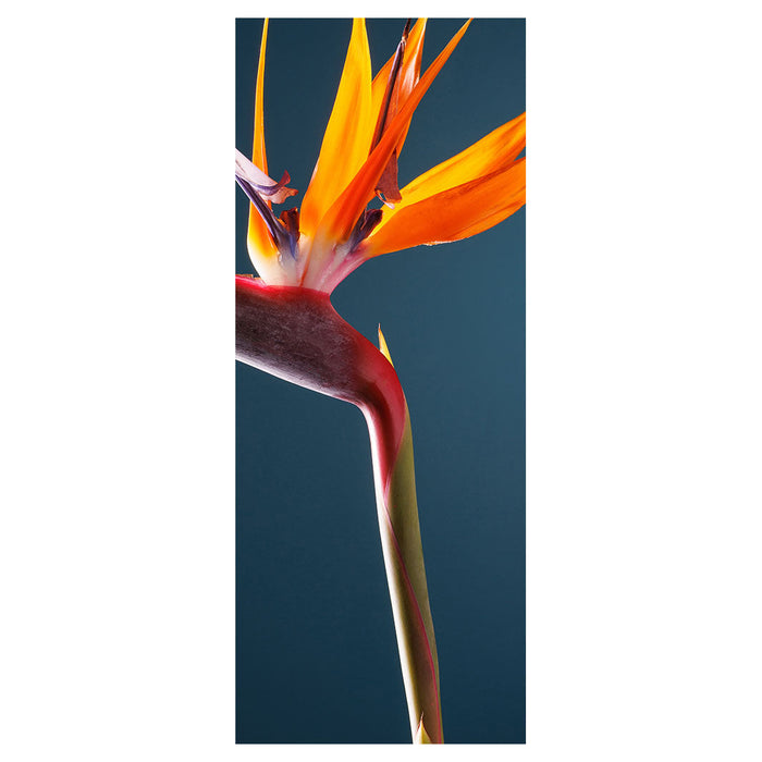 STRELITZIA ON DARK BLUE ROOM DIVIDER