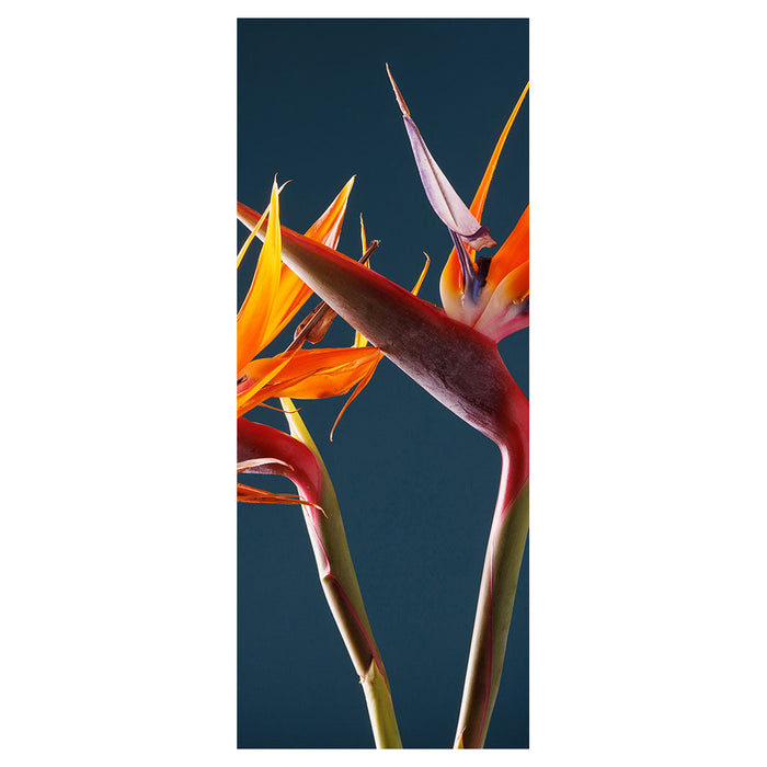 STRELITZIA ON DARK BLUE ROOM DIVIDER