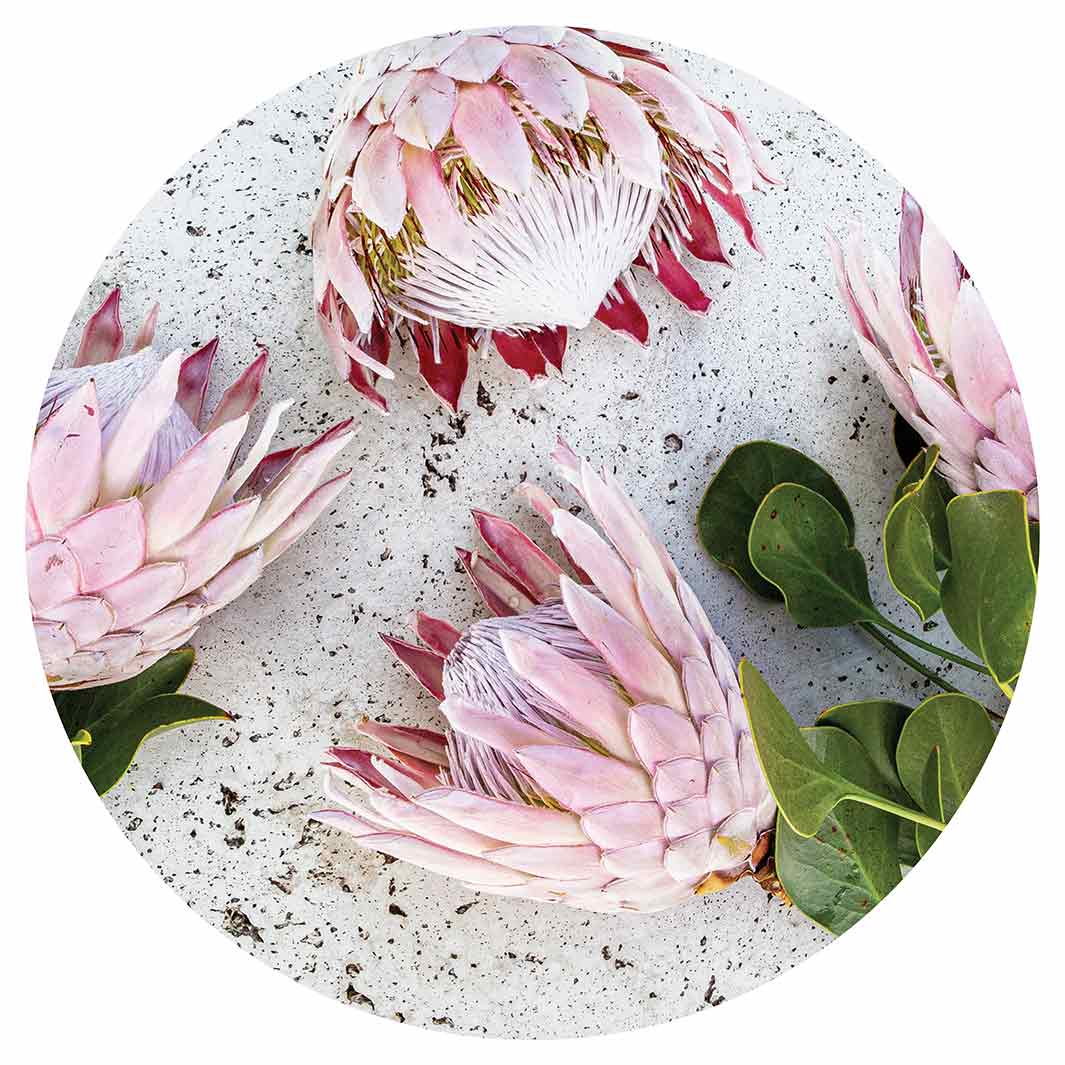 FLORAL PINK PROTEAS ON WHITE CHEESEBOARD