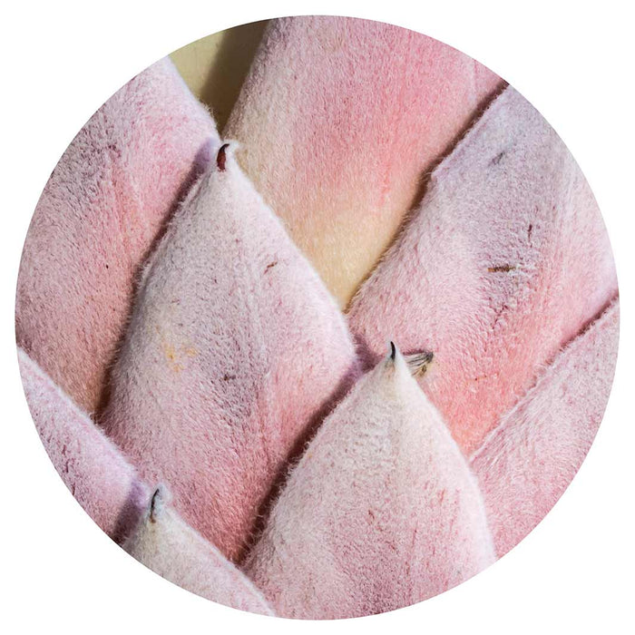 FLORAL DEEP PINK KING PROTEA LEAVES SERVING BOARD