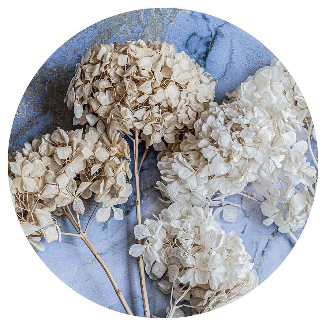 FLORAL CREAM BLEACHED HYDRANGEAS ON BLUE CHEESEBOARD