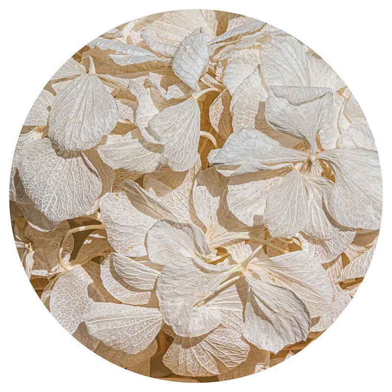 FLORAL CREAM BLEACHED HYDRANGEA LEAVES CHEESEBOARD