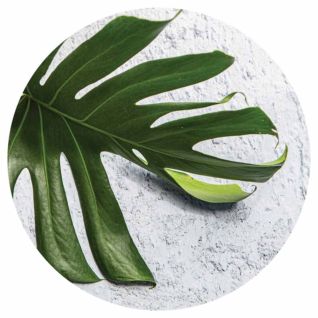LEAVES GREEN MONSTERA LEAF LAZY SUSAN