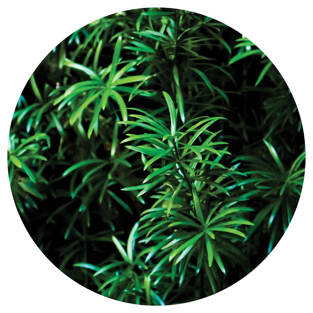 LEAVES GREEN TREE CHEESEBOARD